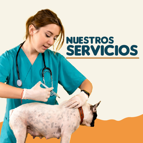 Nuestros Servicios